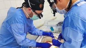 Image result for Transplantation