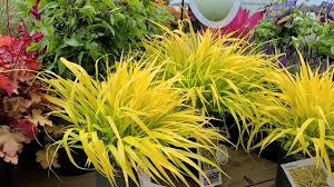 Maybe you would like to learn more about one of these? Hakonechloa All Gold Japanese Forest Grass Best Bright Golden Colorful Perennial Grass Youtube