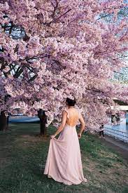 The 2021 Guide To Washington Dc Cherry Blossom Peak Bloom Cherry Blossom Dc Cherry Blossom Festival Cherry Blossom Washington Dc