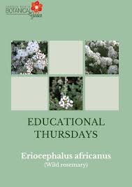Image result for Sclerocarpus africanus
