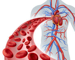 Answer:transport nutrients and oxygen to tissues. Red Blood Cell Super Highway Navigating The Cardiovascular System Ask The Scientists