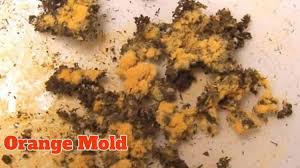 I have read that the slime can be dangerous to your health so i would suggest calling a plumber for help. Finding Orange Mold Here S How To Deal With It Mold Guide 101