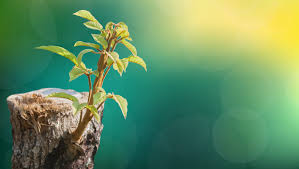 It will also prevent vegetation from growing on your stump. How To Deal With Shoots From Tree Stumps