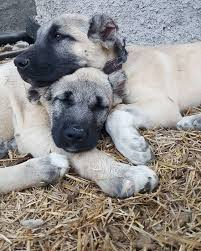 47 Begenme 0 Yorum Instagram Da Anadolu Coban Kopekleri 06kangal40 Kardes Yer Kirsehir M In 2020 Kangal Dog Anatolian Shepherd Dog Pet Dogs