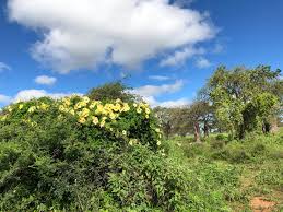 Image result for Ipomoea prismatosyphon