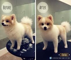Awesome Pawsome Specialises In Professional Premium Mobile House Call Pets Grooming Services Island Wide In Singapore Dog Grooming Styles Pets Pet Grooming
