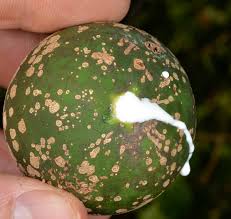 Image result for Landolphia buchananii