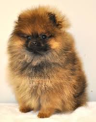 Why buy a pomeranian puppy for sale if you can adopt and save a life? Orange Pomeranian Puppies For Sale Near Me Pets Lovers