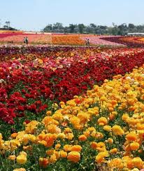 Maybe you would like to learn more about one of these? Destination Carlsbad Amazing Flower Fields To See Before You Die Mom Me Carlsbad Flower Fields Flower Field Amazing Flowers