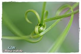 Image result for Littonia modesta