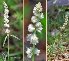 Image result for Kyphocarpa angustifolia