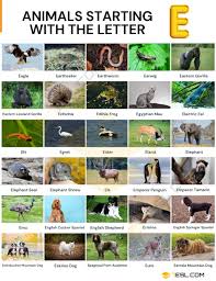 What's a three letter word animal? Animals That Start With E 34 Animals Starting With E 7esl