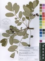 Image result for Ekebergia benguelensis