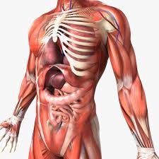Learn more here you are seeing a 360° image instead. Human Male Anatomy 3d Model Cgstudio Female Anatomy Human Anatomy Picture Human Anatomy