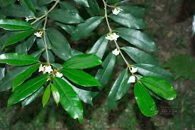 Image result for Mascarenhasia