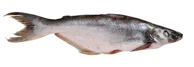 SWAI Fish