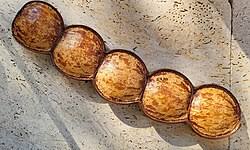 Image result for Entada gigas