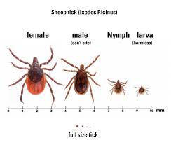 Brush your fingers through your pet's fur and feel for small bumps. Protection Against Ticks Care Plus