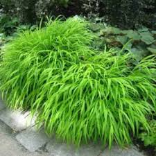 Image result for hakonechloa macra nicolas