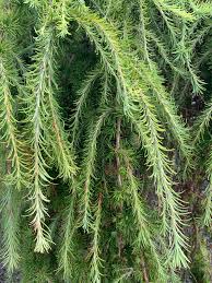 Image result for site:byggahus.se lärk