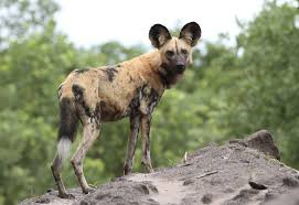 Facts, video and video footage learn more about wild dogs. Gesundheit African Wild Dogs Sneeze To Vote On Group Decisions Smart News Smithsonian Magazine