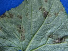 Image result for mildew on cucumbers