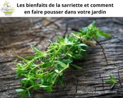 Les Bienfaits De La Sarriette Et Comment En Faire Pousser Faire Une Bouture Potager Bio Permaculture