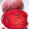 The bodies of cacti other than opuntias are less often eaten, although anderson reported that neowerdermannia vorwerkii is prepared and. 1