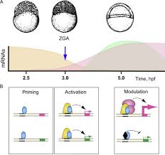 Zygotic Genome Activators Developmental Timing And Pluripotency Sciencedirect