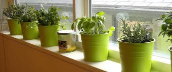 You can add pizzazz to any patch of earth by planting a garden of assorted herbs: 33 Best Herb Garden Ideas How To Start A Herb Garden