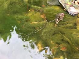 It the water flow is too past it won't kill the algae. Anybody Have Any Tips For Getting Rid Of String Algae Goldfish