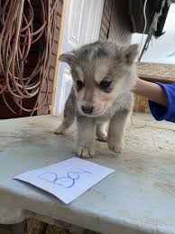 Please click link below to see our german shepherd puppies available for sale and find some quite awesome pup for you. Husky Puppies For Sale In Palmdale Ca