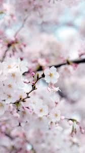 Tons of awesome cherry blossom anime wallpapers to download for free. Iphone Wallpaper Cherry Blossom 1242x2208 Wallpaper Teahub Io
