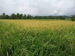 Meski begitu, pada saat menyiram tanaman di musim kemarau, sebaiknya jangan hanya menyiram bagian akar saja. Panen Musim Kemarau Menguntungkan Petani Compreng Subang Atmago