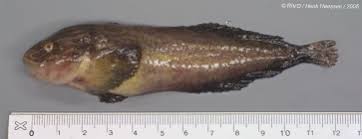 Image result for Liparis mulindana