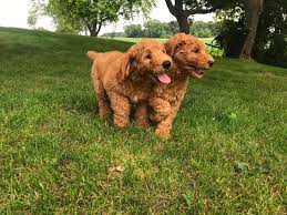 Browse for puppies by breed, gender, age and more. F1b Labradoodle Puppies For Sale Off 61 Www Usushimd Com