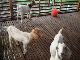 Supliyer kambing pe kaligesing review harga di kandang manggolo farm. Usaha Aishachantik S Blog