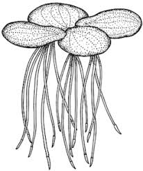 Image result for Spirodela