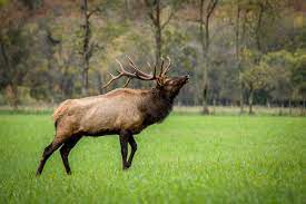 Bring in your own cut game meat for your fresh / smoked sausage preference, we do that to. Elk Meat Buy Elk Roasts Steaks Burgers Online