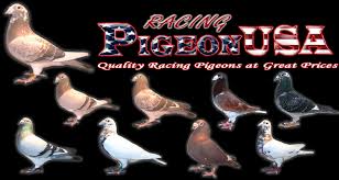 The Pigeon Shop Racing Pigeon Auction Racing Pigeon For Sale Pigeon Supplies