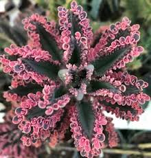 Very Rare Kalanchoe Pink Butterflies Pink Mother Of Thousands In 2020 Succulents Plants Pink Butterfly