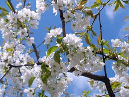Albero da frutto in fiore. Alberi Da Frutta Il Ciliegio Tutto Quello Che C E Da Sapere
