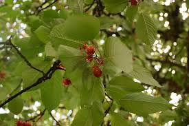 The berries hang down from a cluster of stems like cherries. Cherry Leaf Tree Fruit Freshness Juice Plant White Piqsels