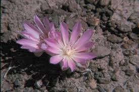 Image result for Rytigynia lewisii