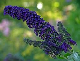 Also historically given as buddlea) is a genus comprising over 140 species of flowering plants endemic to asia, africa, and the americas. Buddleja Davidii Empire Blue Willaert Boomkwekerij