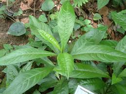 Image result for Blumea