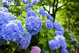 Hydrangea macrophylla color fantasy® sku: Hydrangeas And The Rainy Season Japan S Flower Of Early Summer Matcha Japan Travel Web Magazine
