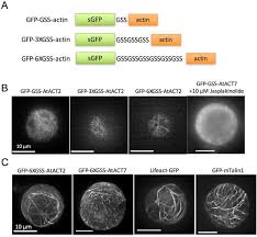 Living plant cell without nucleus are. Arabidopsis Vegetative Actin Isoforms Atact2 And Atact7 Generate Distinct Filament Arrays In Living Plant Cells Scientific Reports