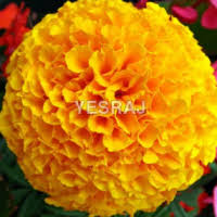 You don't need to go out looking for good quality and reasonable peony flowers if you can sit in the comfort of your home and make a bulk purchase. Fresh Marigold Manufacturers Suppliers Wholesalers And Exporters Go4worldbusiness Com Page 1