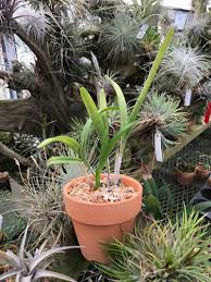 Image result for Polystachya golungensis